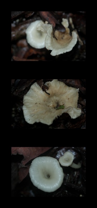 흰삿갓깔때기버섯(송이과)