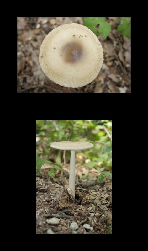 고동색우산버섯(광대버섯과)