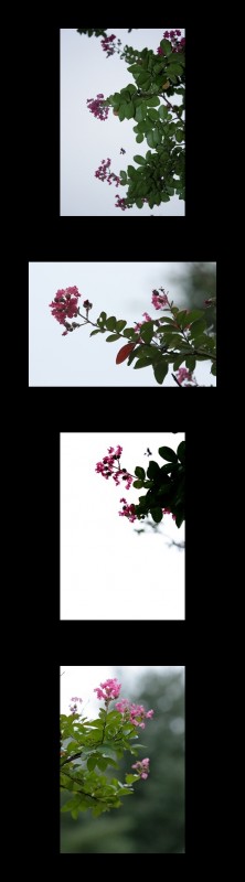 배롱나무(부처꽃과)