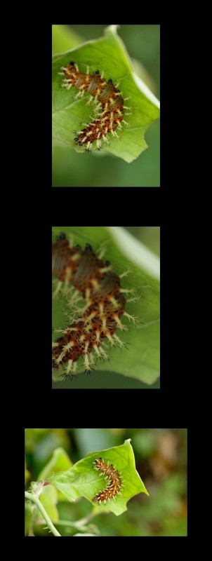청띠신선나비(네발나비과)애벌레